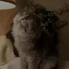 انثى شيرازي طالبه تزاوج