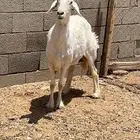 للبيع نعجه
