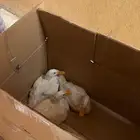 بط للبيع