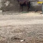 فرس للبيع