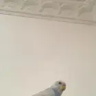بادجي اليف ولعوب الصحه توب العمر3شهور السوم100 التواصل واتس
