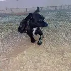 كلب شيواوا قزم جدا