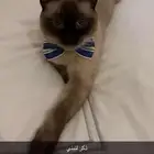 قطة هملايا