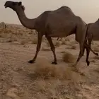 حايل شعلا
