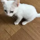 قطه صغيره