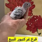 كنيور غر