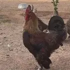 دجاج براهما طيبات بالحيل مع ديك تواصل