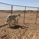ثنيه والد