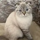 سكوتش فولد انثى