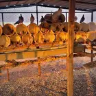 حمام مع العشه اللي غرفه 6 في 4