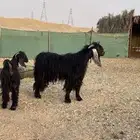 تيس فحل عارضي