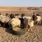 مراح ولاد للبيع