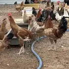 دجاج بلدي