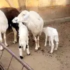 غنم للبيع