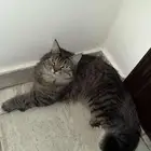 بسه شيرازيه للبيع مع أغراضها كامله ومعاها شهاده تطعيم