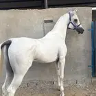حصان شعبي سليم شرط
