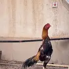 ديك شامو ياباني