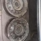 جنوط النتراء اصليه للبيع