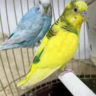 طيور الحب