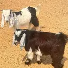 تيوس للبيع