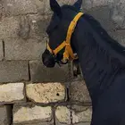 مهر ادهم .
