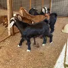 تيوس مخاصي شحم