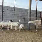 رفيديات