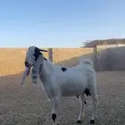 ذبايح تيوس مغلقه للبيع