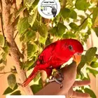 لوري ريد الليف متكلم هدد