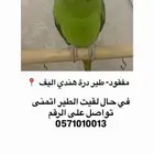 طائر درة هندي مفقود في الشفا حي بدر الرياض