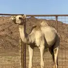 بكره للبيع
