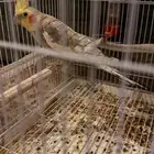 كروان كوكتيل