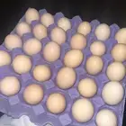 بيض دجاج تركي مخصب