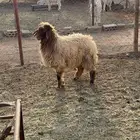 رخل ضحيه تم البيع