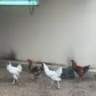 ديكه كفو للبيع