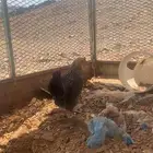 دجاجه عربيه مفرخه للبيع تحتها 4