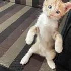 قط عمره اقل من شهرين