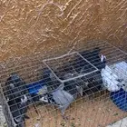 حمام سوادي علف للصقور