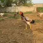 دجاج باكستاني تب