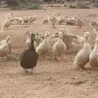 بط فرنسي