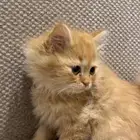 قطط شرازي للبيع