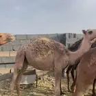 حشو مفاريد بريه
