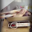 ذبايح ربع ونص وكامل