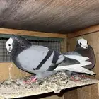 جوزين حمام موكي هزاز   محاكر