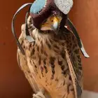 شبوط للبيع
