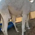 حيران حليب فااخره