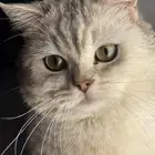 تزاوج سكوتش