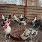 ديكة للبيع