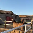 مهر واهو مكس جمال