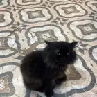 قطه امريكيه